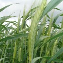 Водорастворимые удобрения для пшеницы